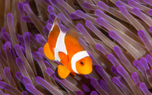 Clown anemonefish photographed by Snorkel Vacations on a snorkeling trip to Raja Ampat