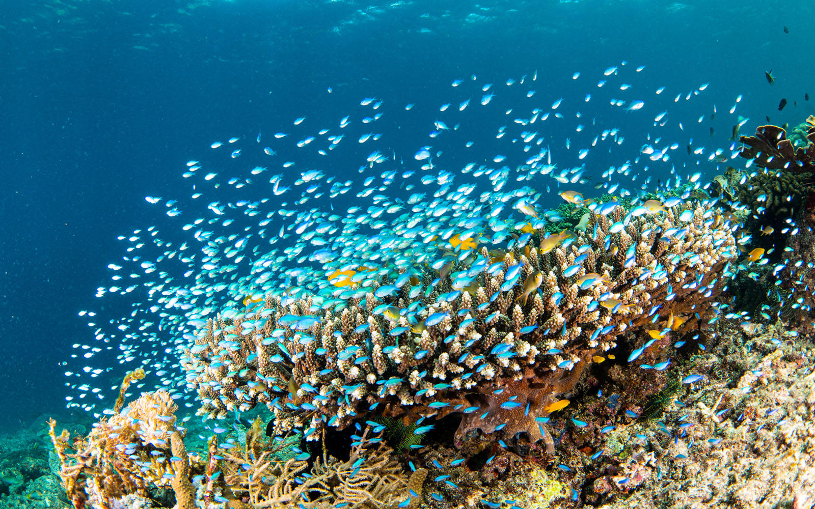 Blue-green chromis and coral photographed by Snorkel Vacations on a snorkeling trip to Raja Ampat