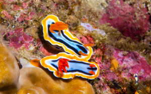 Colorful nundibranchs photographed by Snorkel Vacations on a snorkeling trip to Raja Ampat