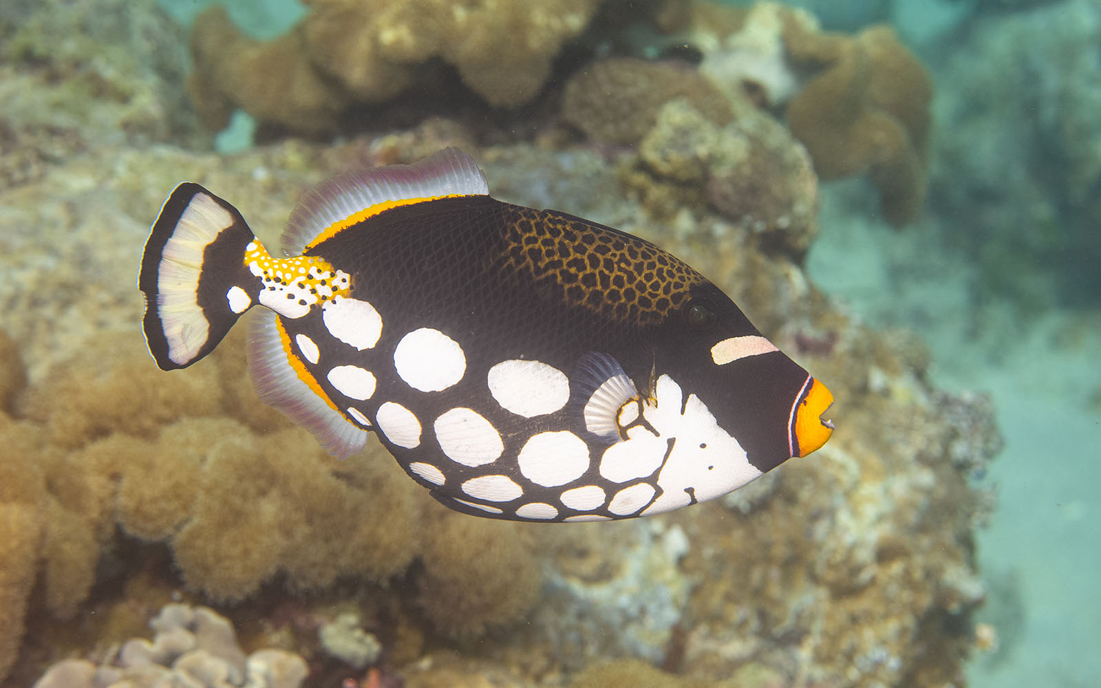 Clown triggerfish photographed while snorkeling on a snorkel vacations snorkeling tour to Raja Ampat