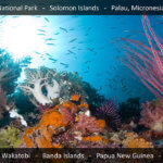 link to coral triangle adventures snorkeling tours