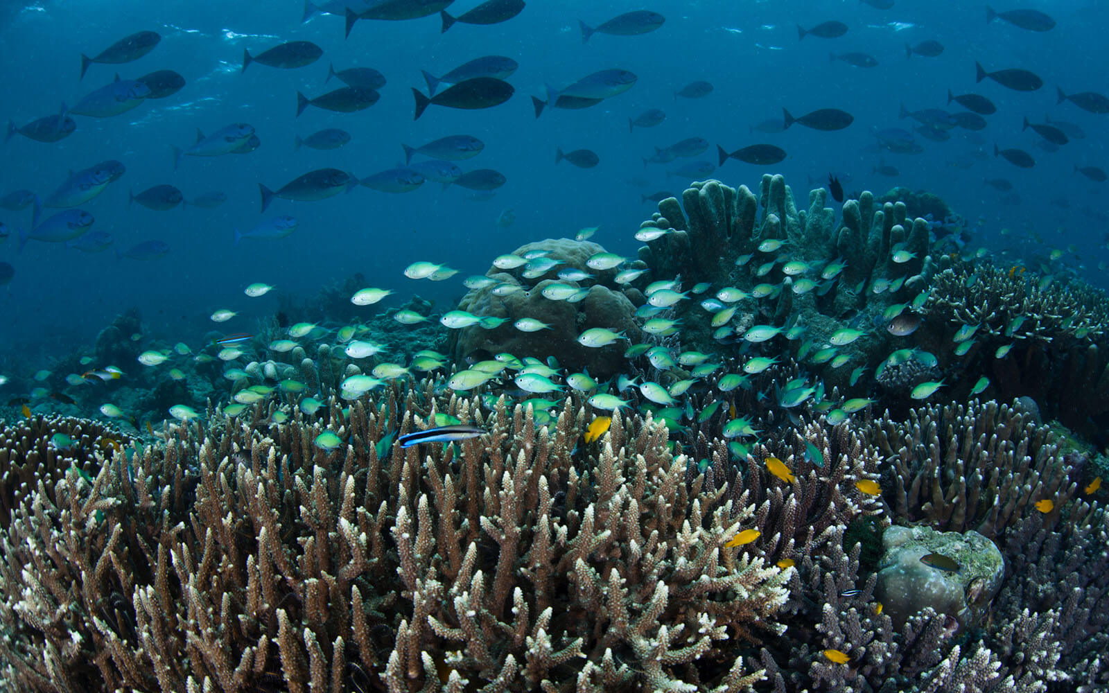 Corals and fish abound in West Papua