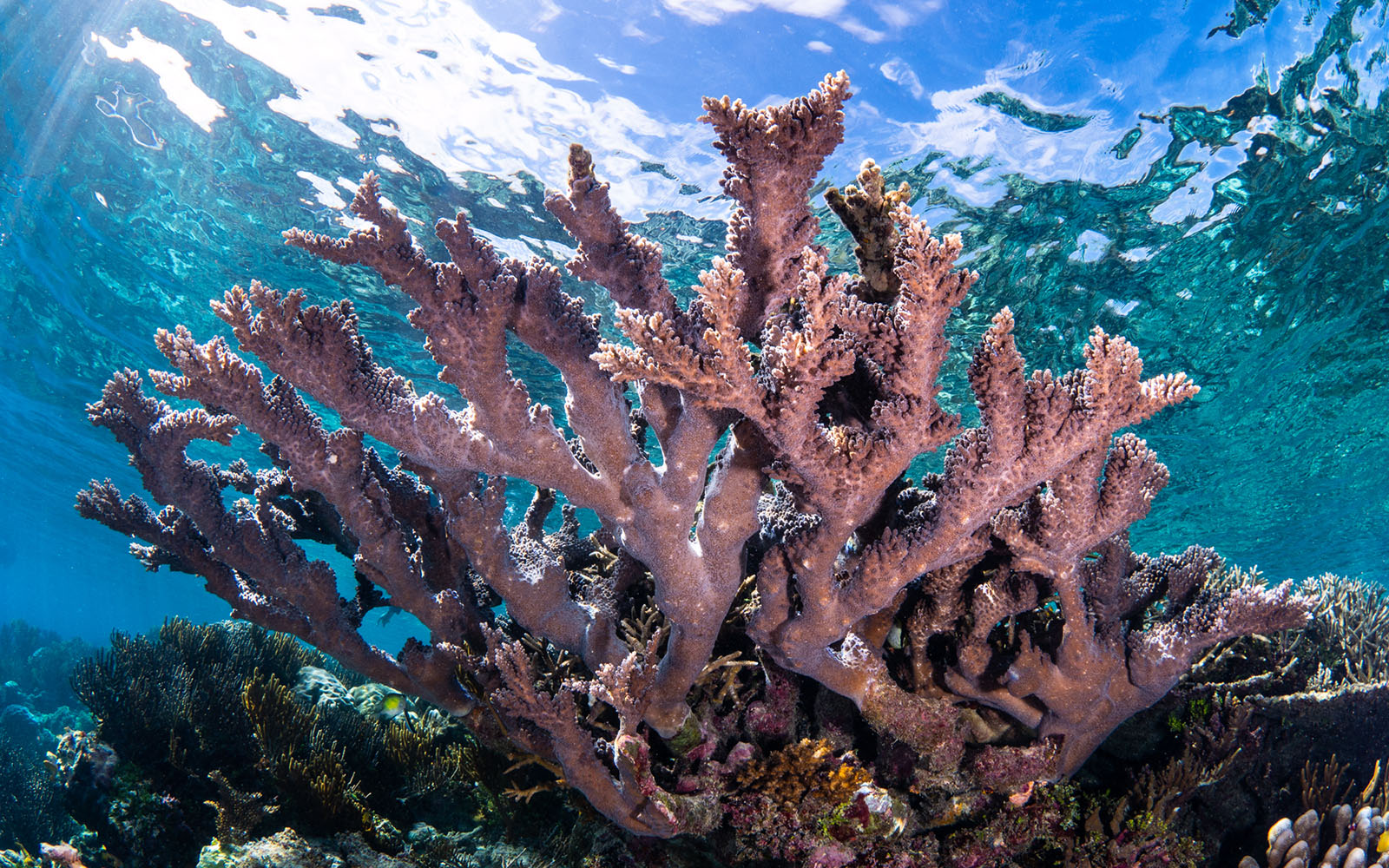 Branching coral colony photographed by Snorkel Vacations on a snorkeling trip to Raja Ampat