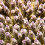 Coral colony photographed by Snorkel Vacations on a snorkeling trip to Raja Ampat