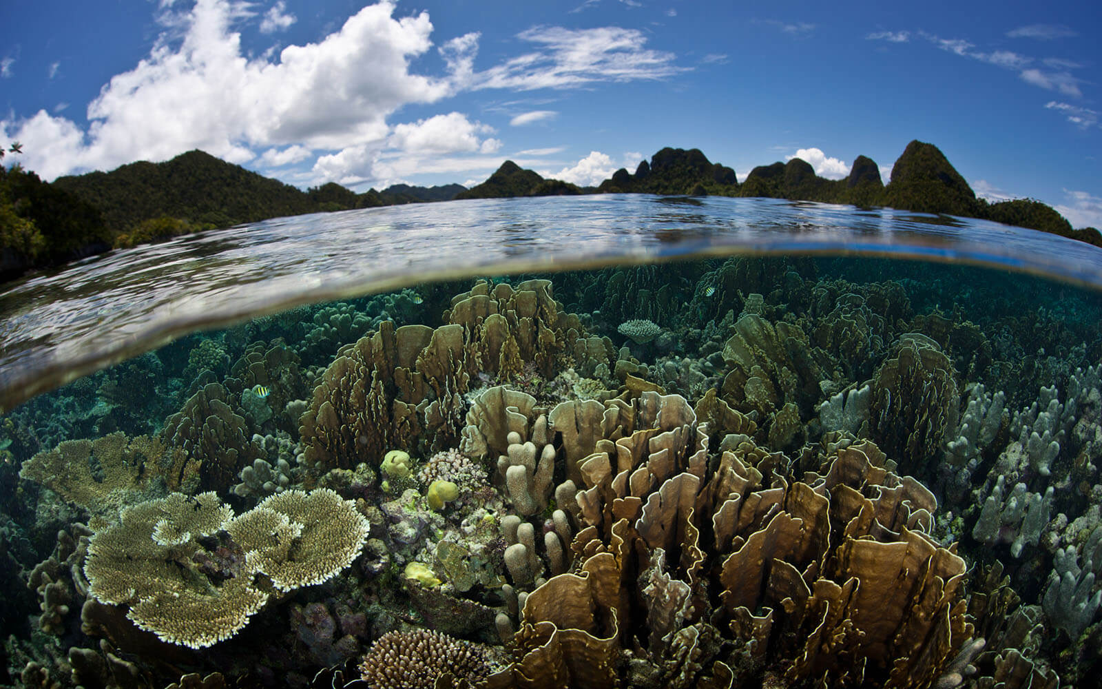 Corals grow in shallow water in West Papua, Indonesia