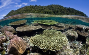 Wayag coral life - snorkel vacations