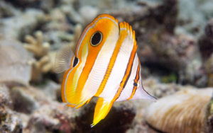 Copper-banded coralfish photographed by Snorkel Vacations on a snorkeling trip to Raja Ampat