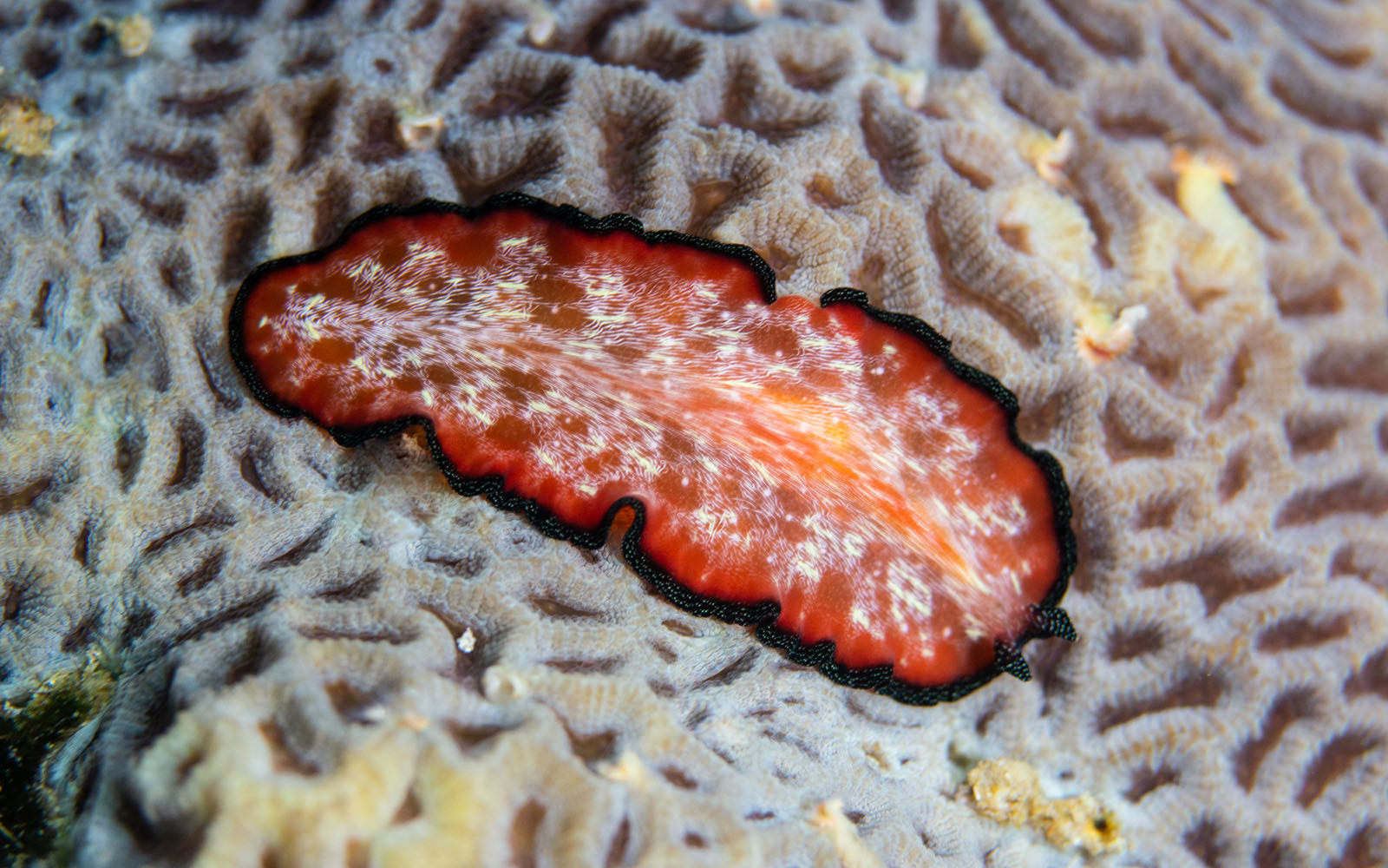 A flatworm photographed by Snorkel Vacations on a snorkeling trip to Raja Ampat