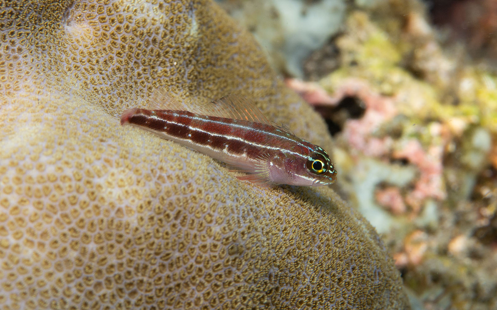 A striped blenny photographed by Snorkel Vacations on a snorkeling trip to Raja Ampat