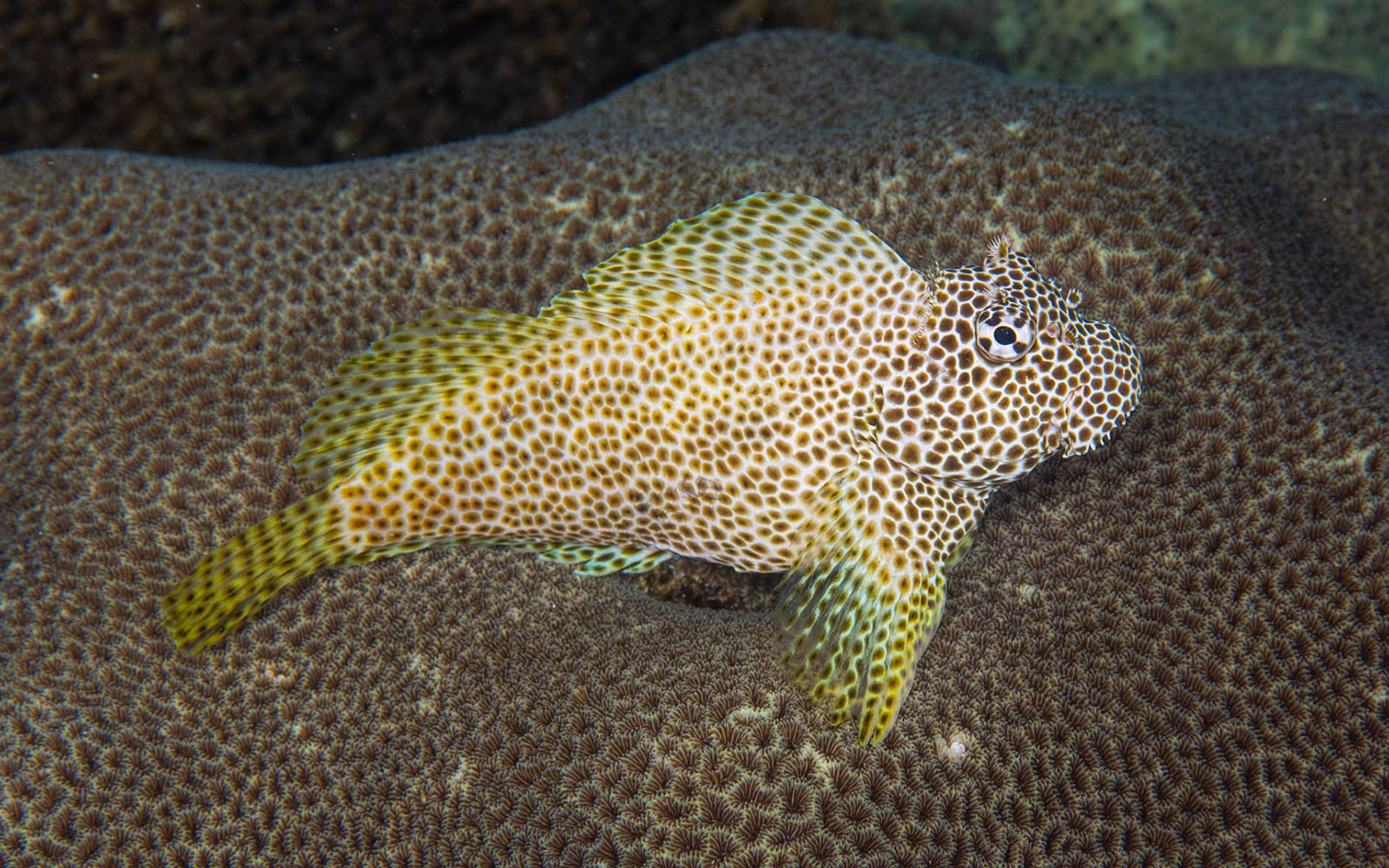 Leopard blenny photographed while snorkeling on a snorkel vacations snorkeling tour to Raja Ampat
