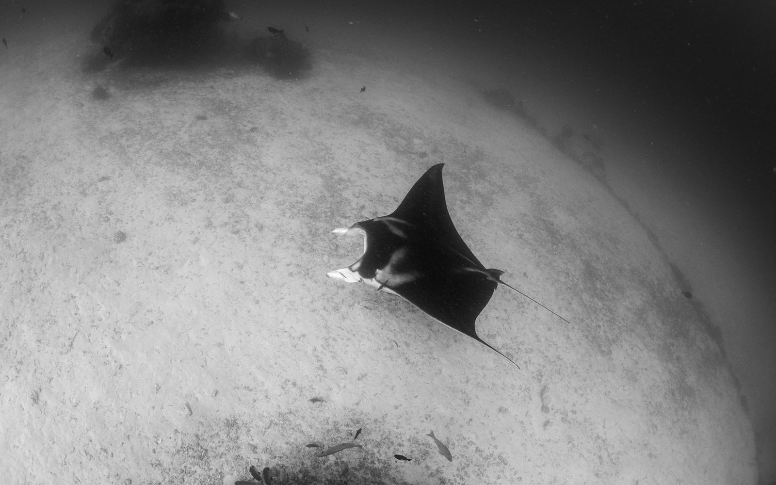 Reef manta ray photographed by Snorkel Vacations on a snorkeling trip to Raja Ampat
