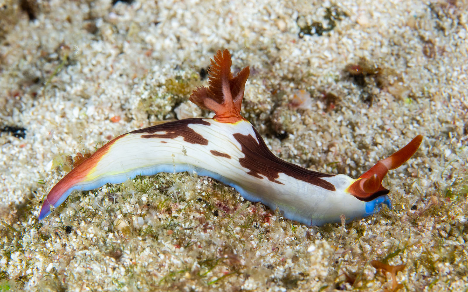 A nudibranch photographed by Snorkel Vacations on a snorkeling trip to Raja Ampat