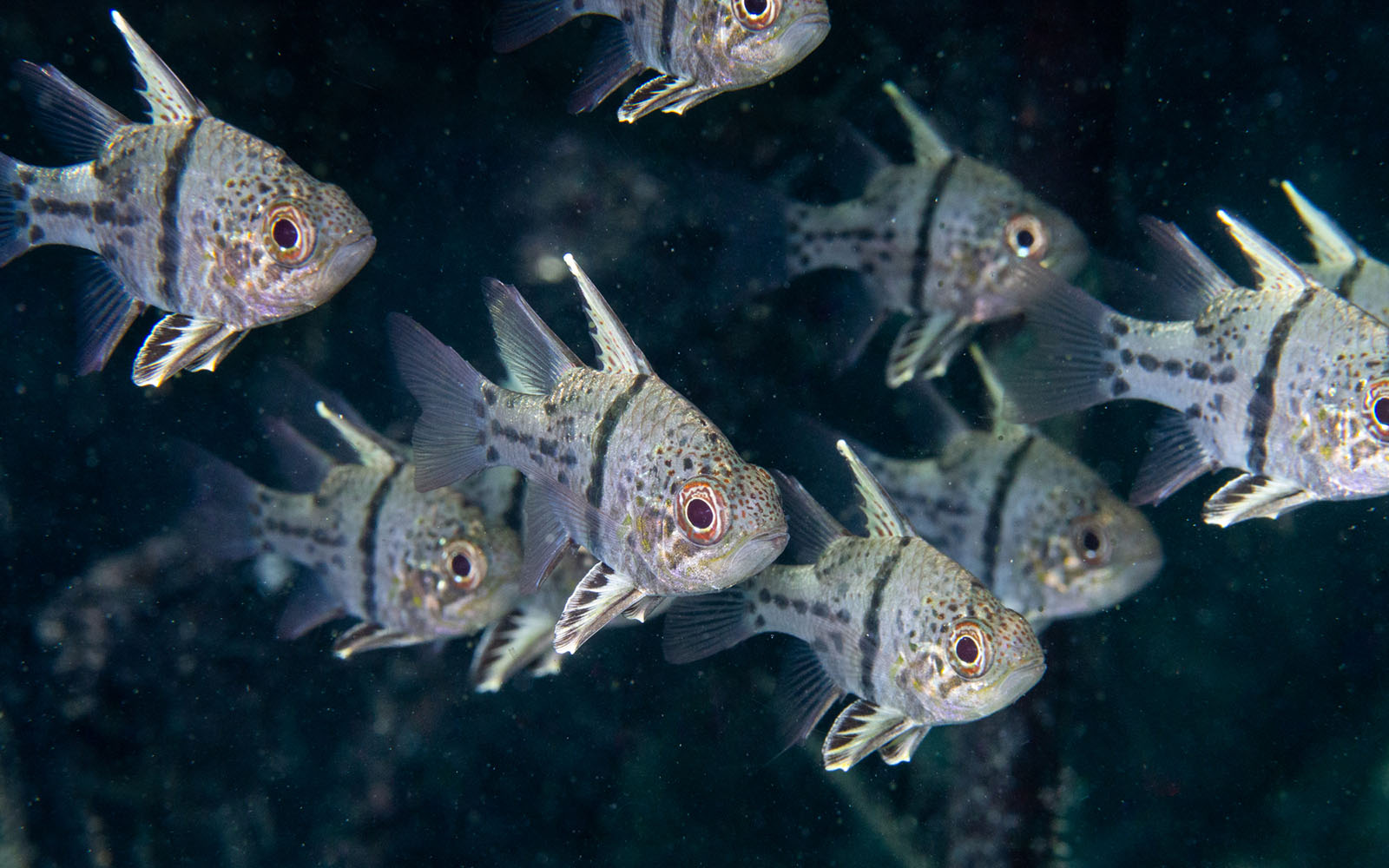 Orbicular cardinalfish photographed by Snorkel Vacations on a snorkeling trip to Raja Ampat on a