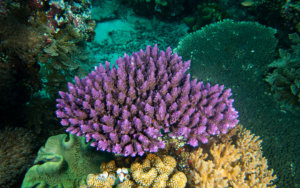 Purple coral colony photographed while snorkeling on a snorkel vacations snorkeling tour to Raja Ampat