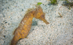 Seahorse photographed while snorkeling on a snorkel vacations snorkeling tour to Raja Ampat