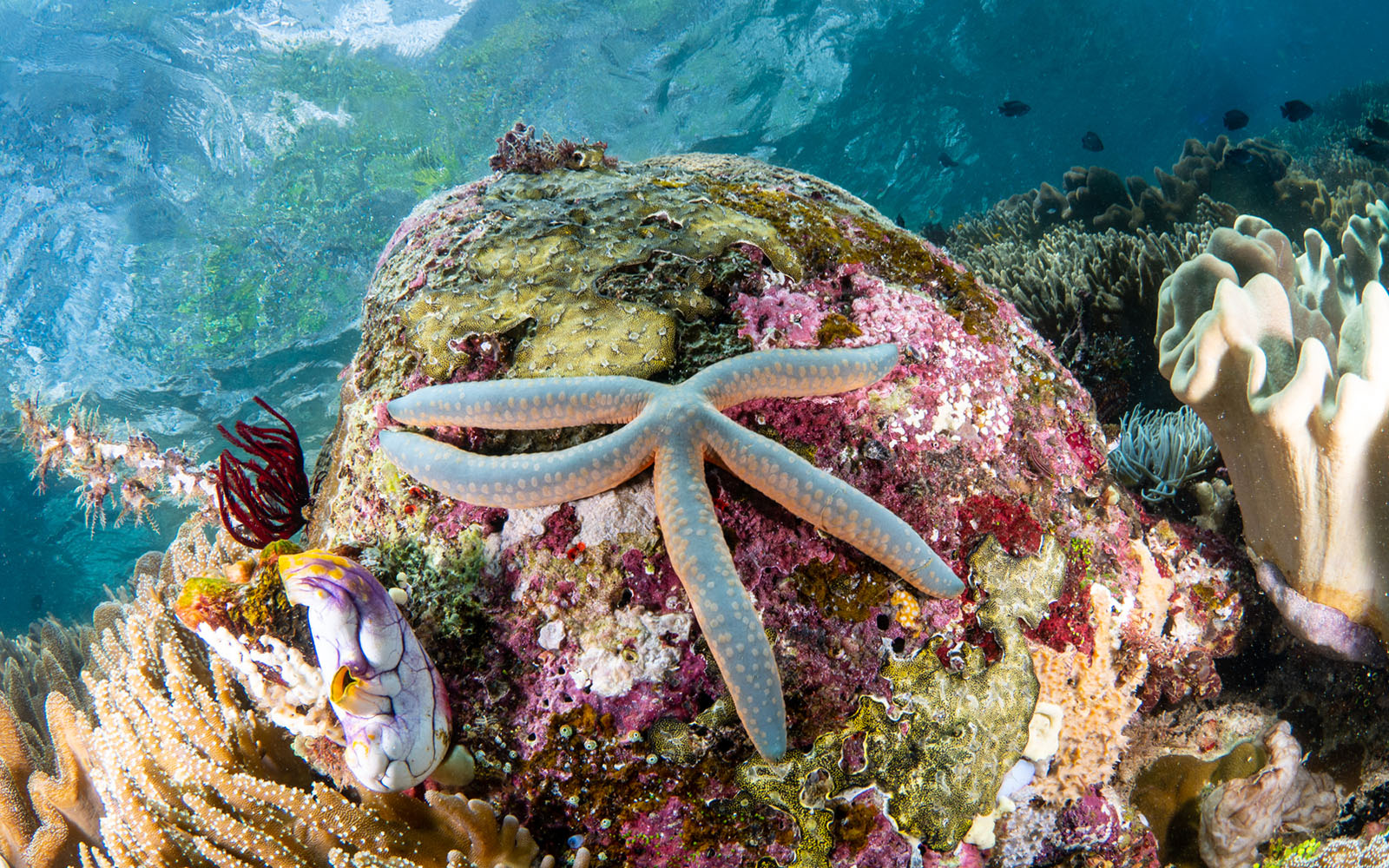 Blue seastar photographed by Snorkel Vacations on a snorkeling trip to Raja Ampat
