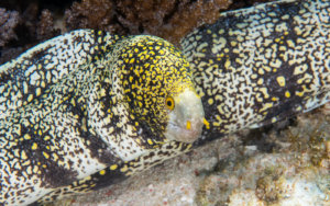 Snowflake moray eel photographed while snorkeling on a snorkel vacations snorkeling tour to Raja Ampat