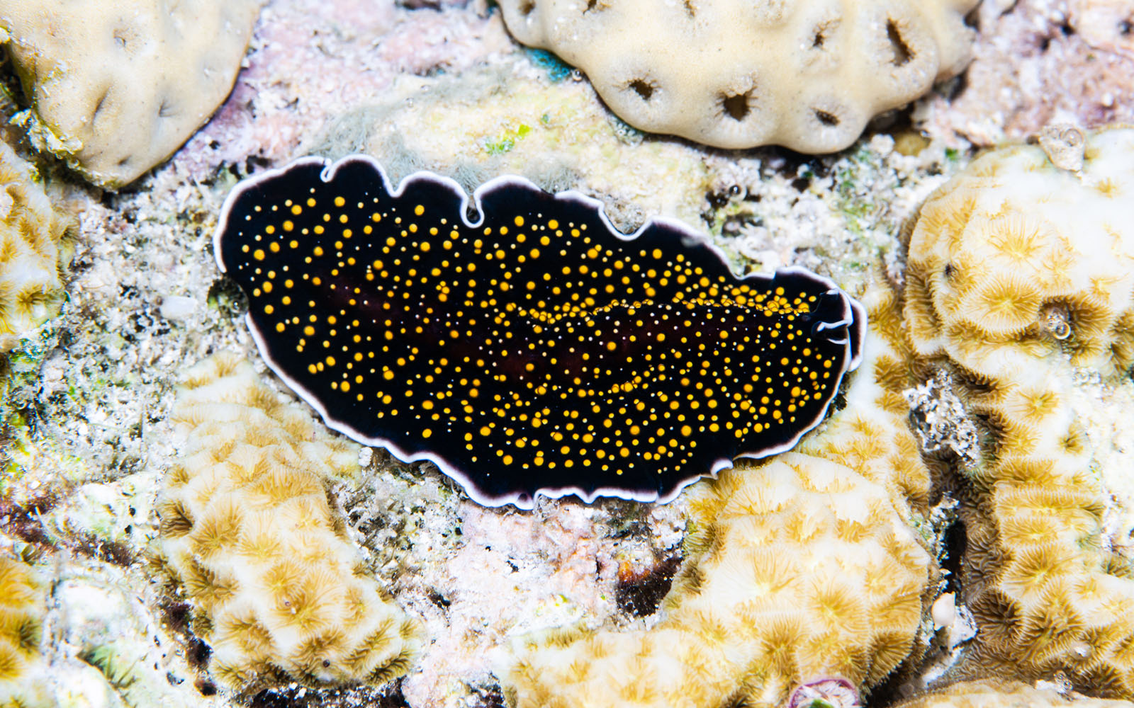 Starry flatworm photographed while snorkeling on a snorkel vacations snorkeling tour to Raja Ampat