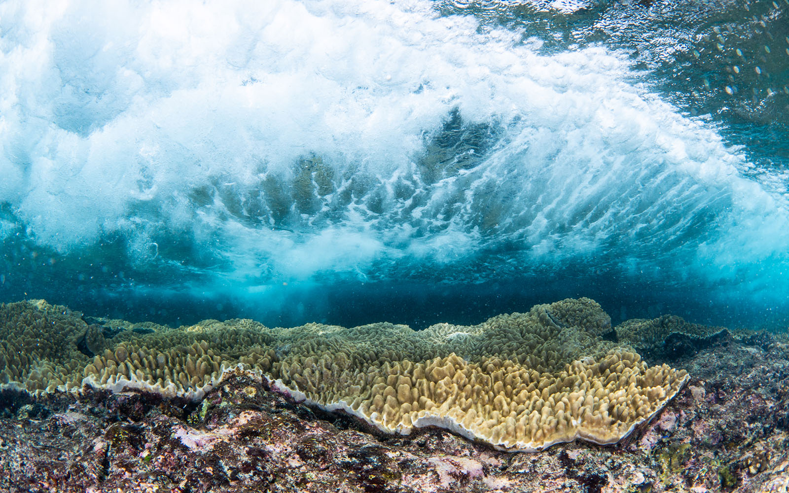 Waves over soft coral photographed by Snorkel Vacations on a snorkeling trip to Raja Ampat