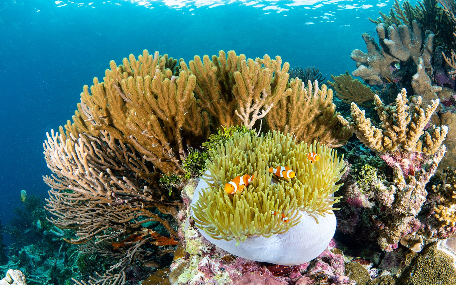Anemonefish and soft coral photographed by Snorkel Vacations on a snorkeling trip to Raja Ampat