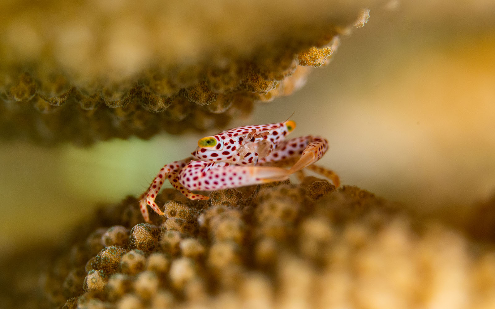 Trapezia crab photographed by Snorkel Vacations on a snorkeling trip to Raja Ampat
